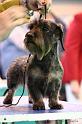 Crufts2011_2 1595